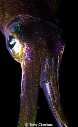 This little squid followed my dive light around. In betwe... by Tony Cherbas 
